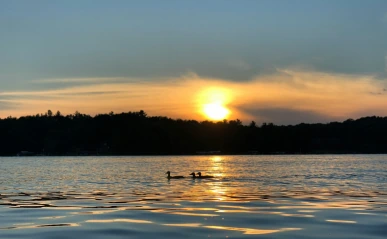Sunset over lake with silhouetted trees and two loons floating on the water.