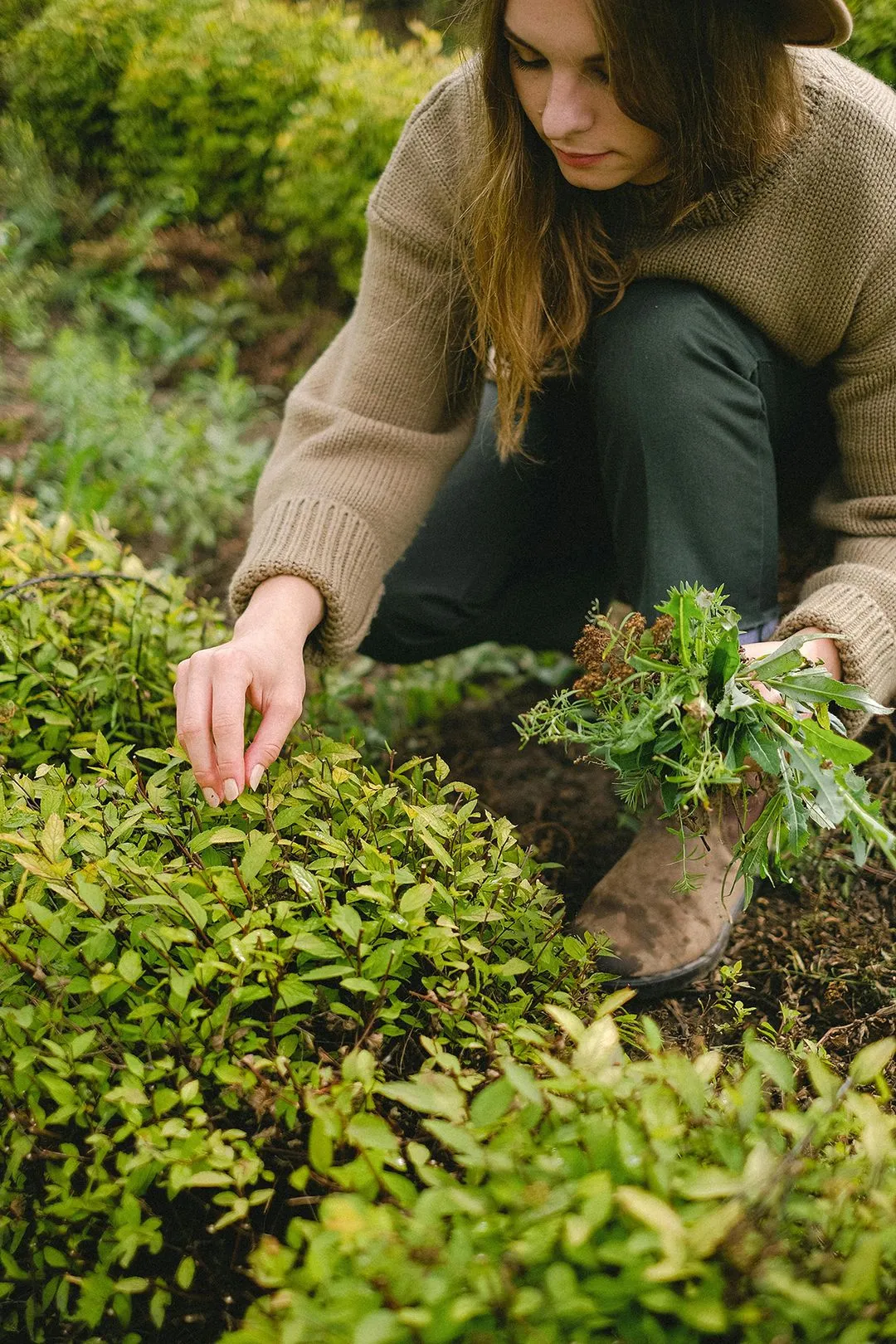 Eine Frau in einem beigefarbenen Pullover und einem Hut hockt in einem Garten und pflückt Pflanzen, wobei sie in einer Hand frische Kräuter hält.