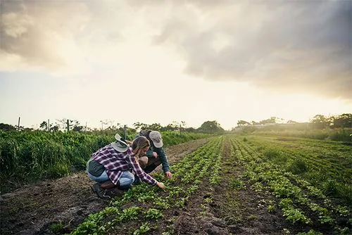 Menschen pflanzen Setzlinge auf einem Feld bei Sonnenuntergang
