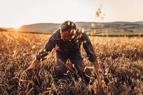 Landwirt inspiziert Weizen in einem Feld bei Sonnenuntergang