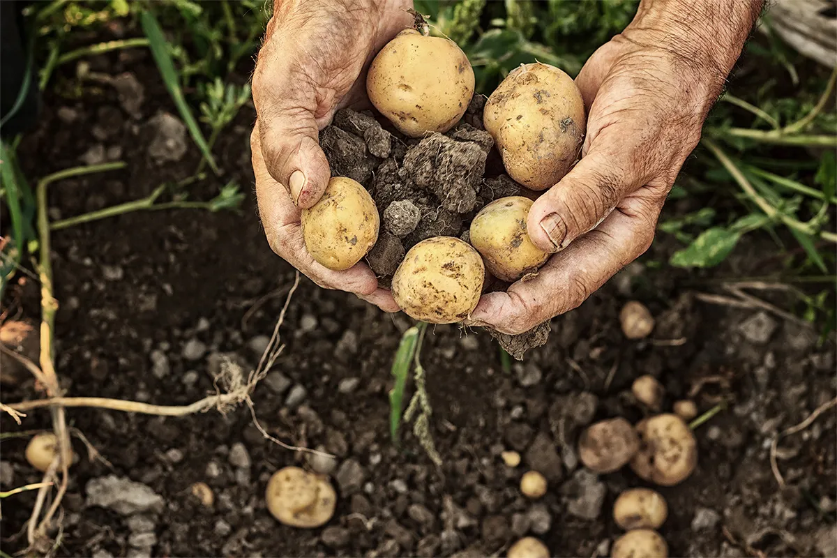 Hände, die frisch geerntete Kartoffeln halten