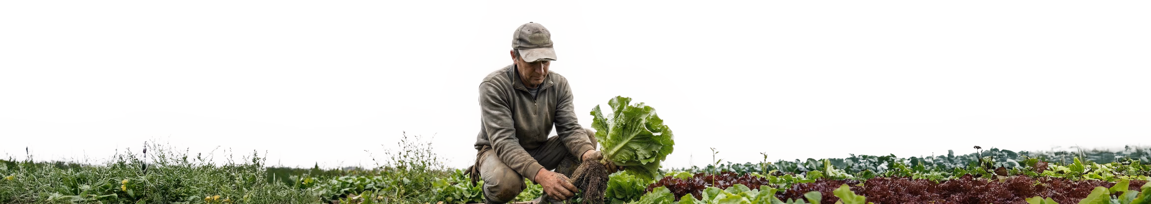 Bauer erntegrünen Salat mit Wurzeln in einem großen Feld.