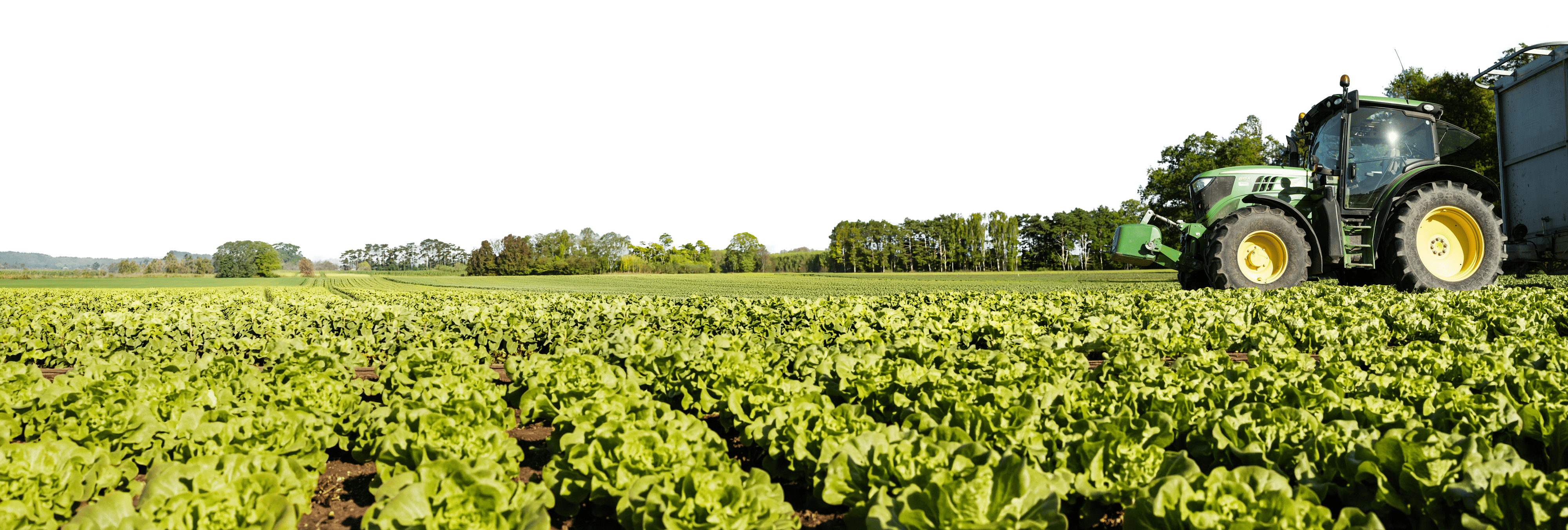 Grüner Traktor auf Feld mit Reihen von grünem Salat und Bäumen im Hintergrund.