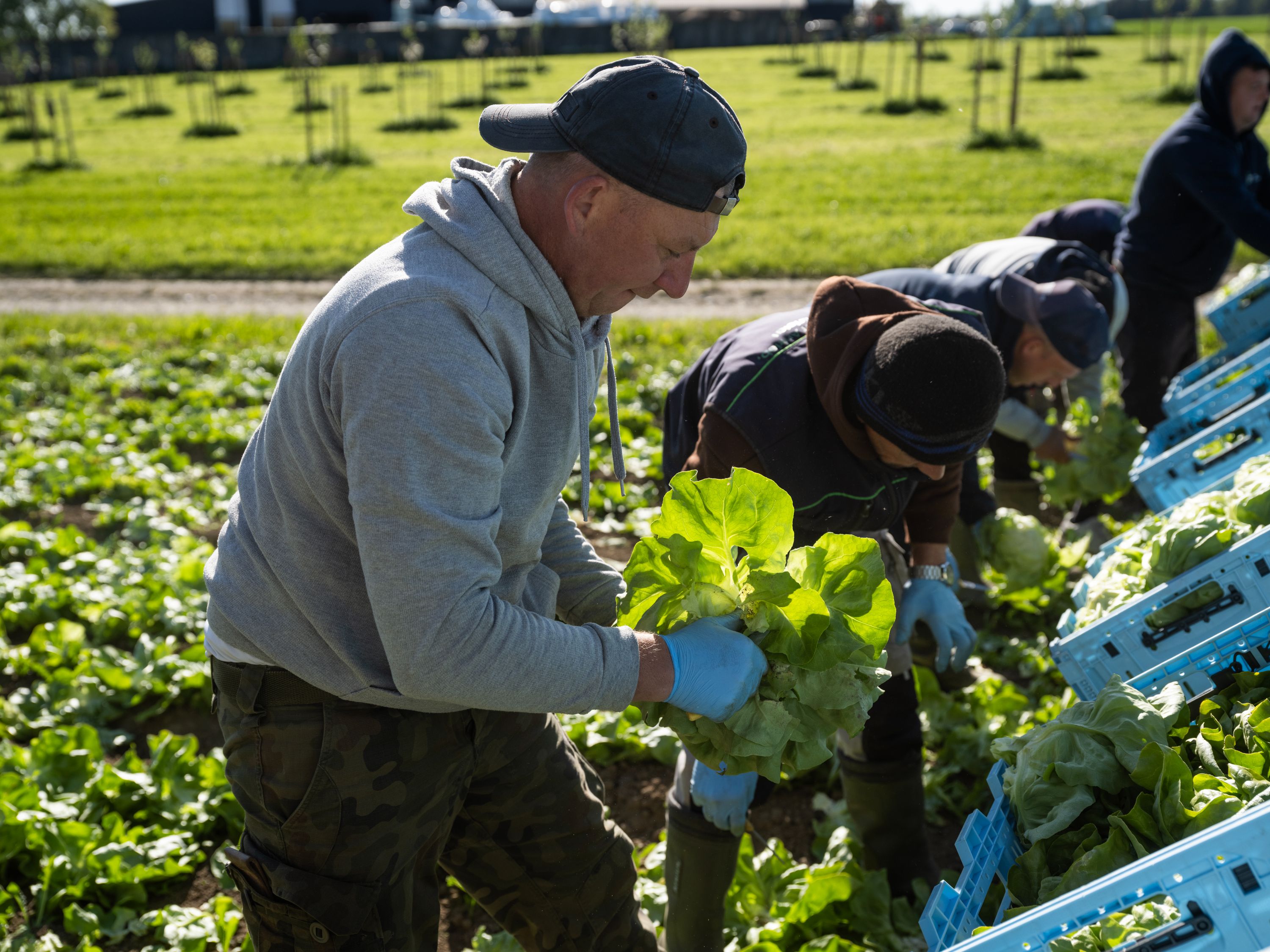 Landarbeiter auf dem Feld ernten und verpacken Salat bei sonnigem Wetter.