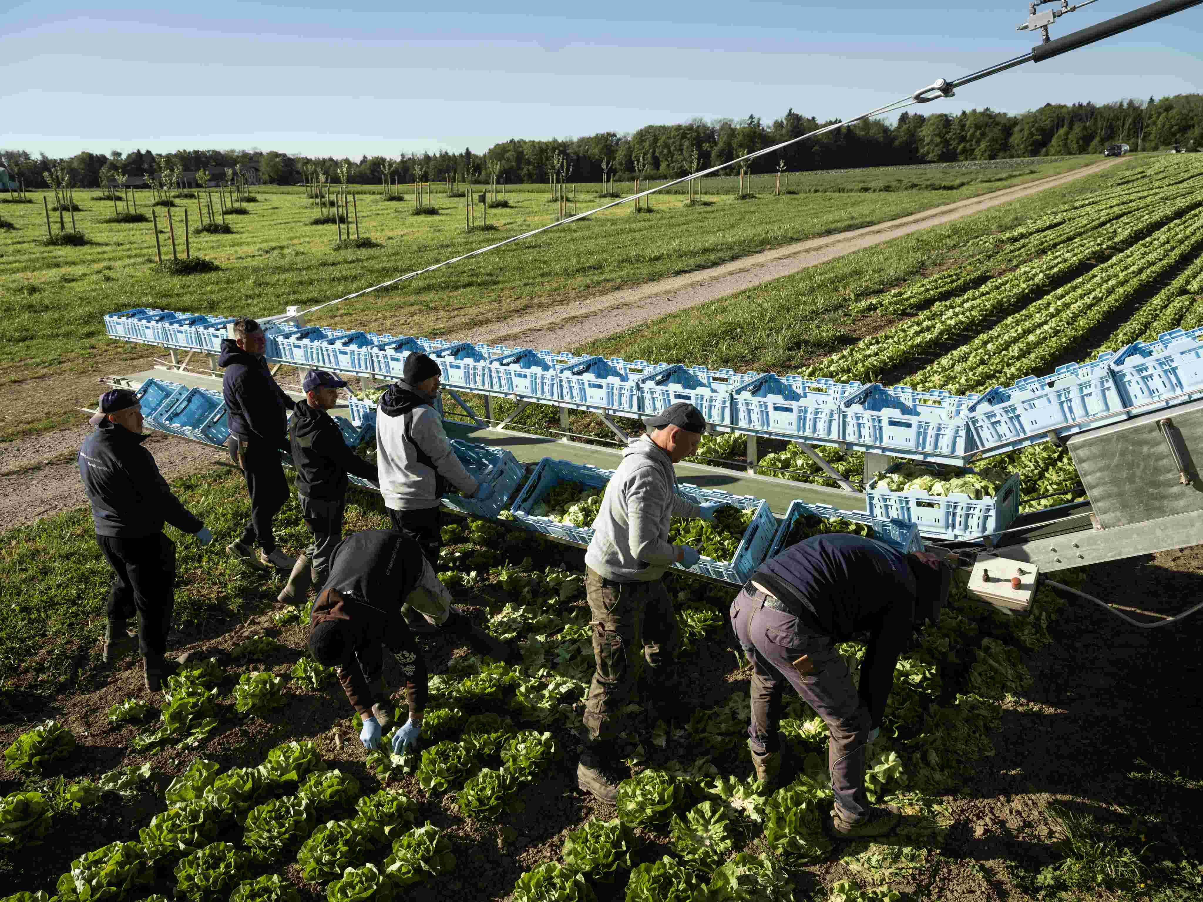 Mehrere Personen ernten Salatköpfe und legen sie in blaue Kisten auf einem Feld.