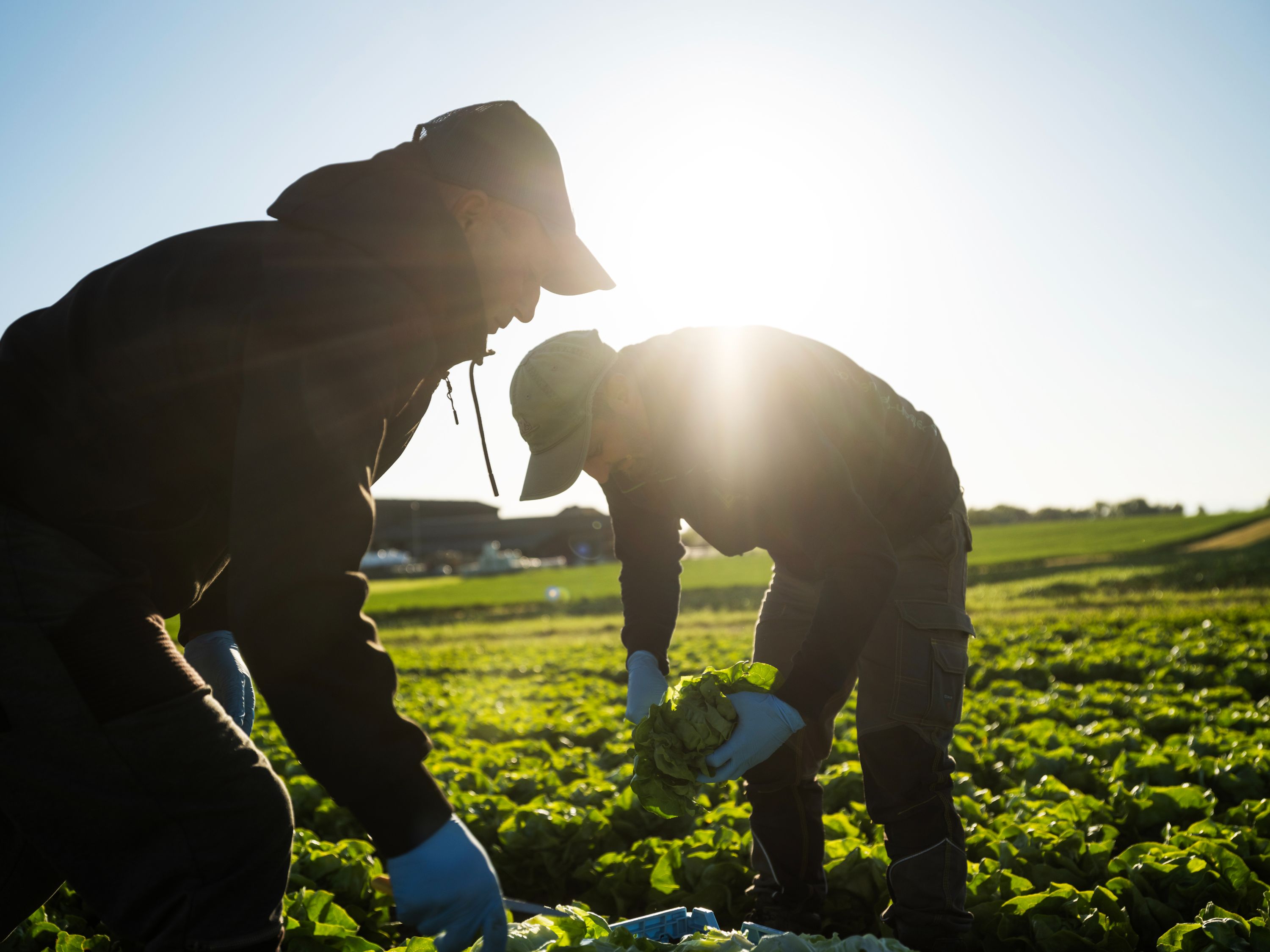 Zwei Landwirte ernten Kopfsalat auf einem Feld bei sonnigem Wetter.