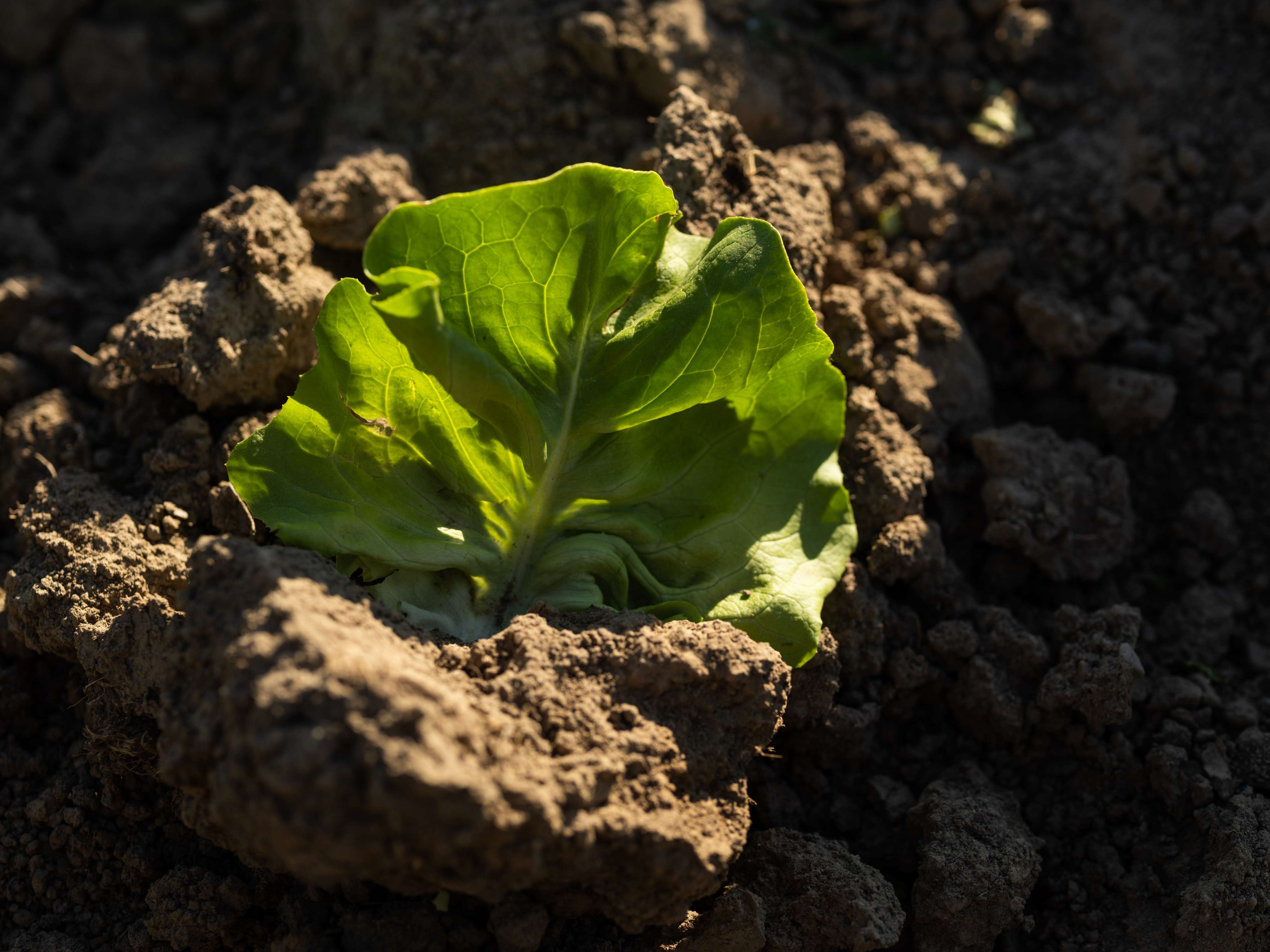 Grüner Salat wächst aus lockerem, braunem Boden mit Sonnenlicht von hinten.