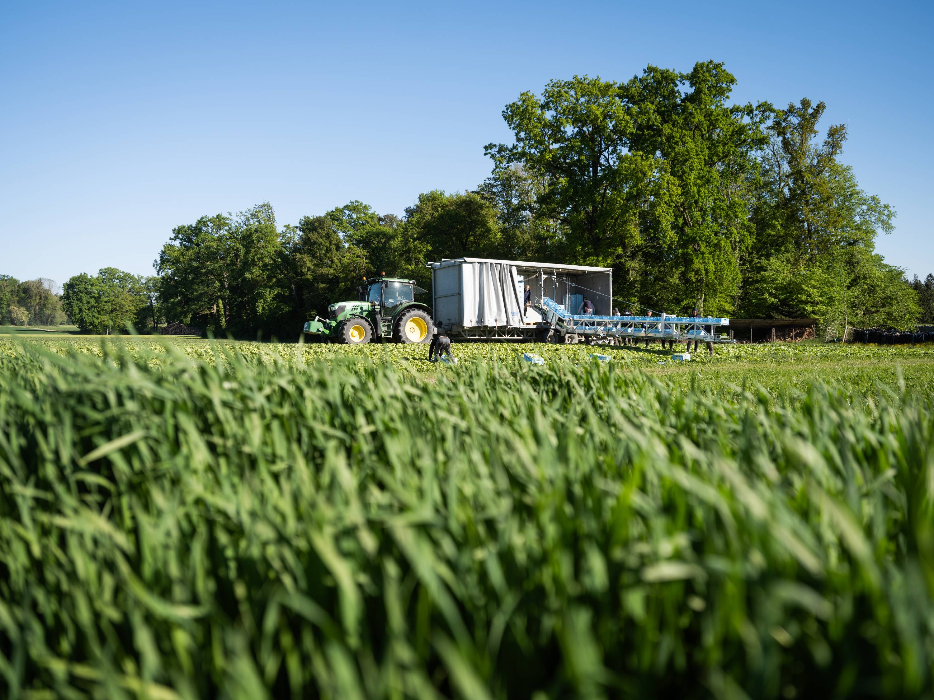 Traktor mit Anhänger zur Ernte auf grünem Feld unter blauem Himmel mit Bäumen im Hintergrund.