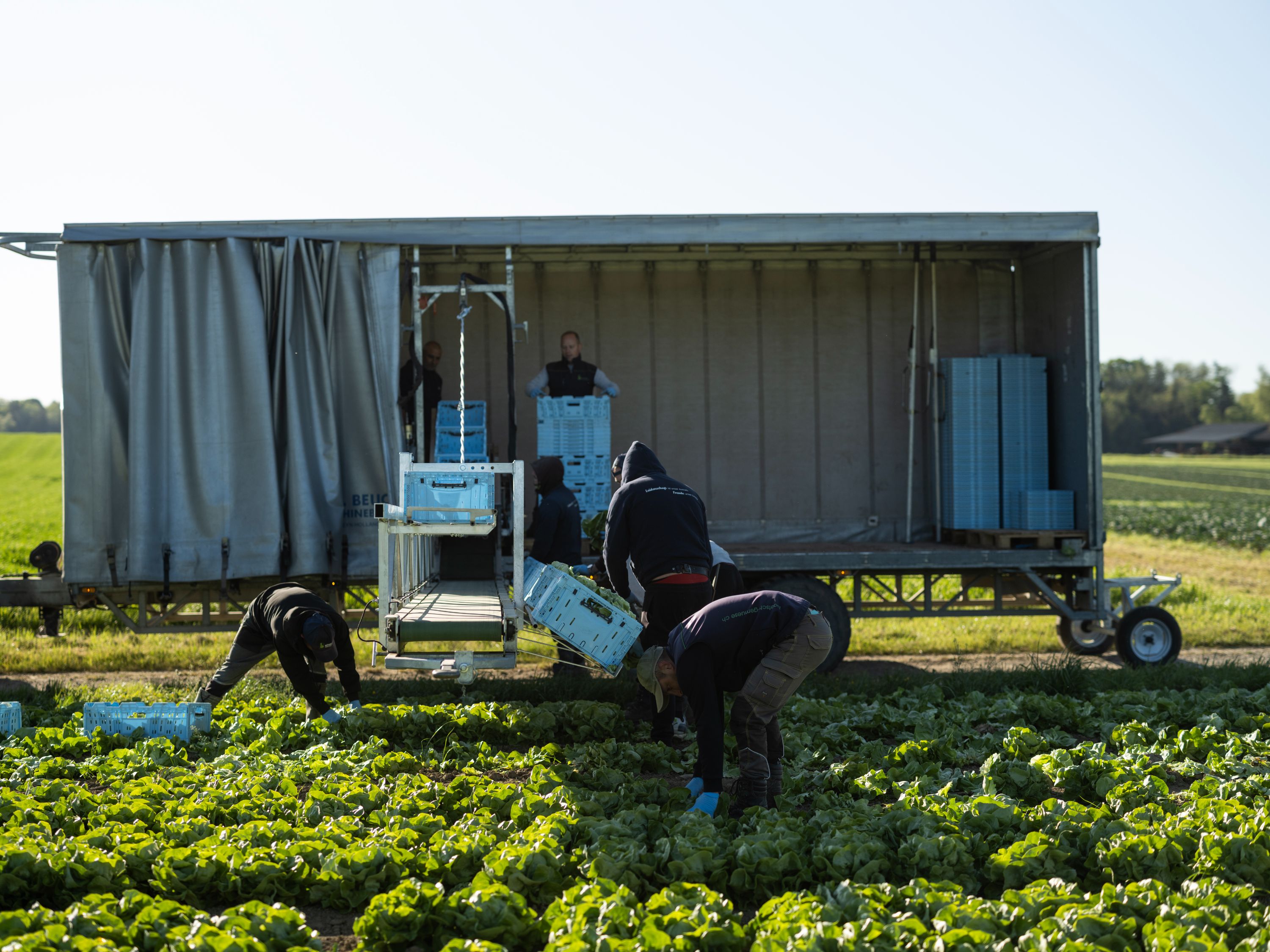 Arbeiter ernten Salatköpfe an einem Feld und legen sie in blaue Kisten vor einem Lastwagen.