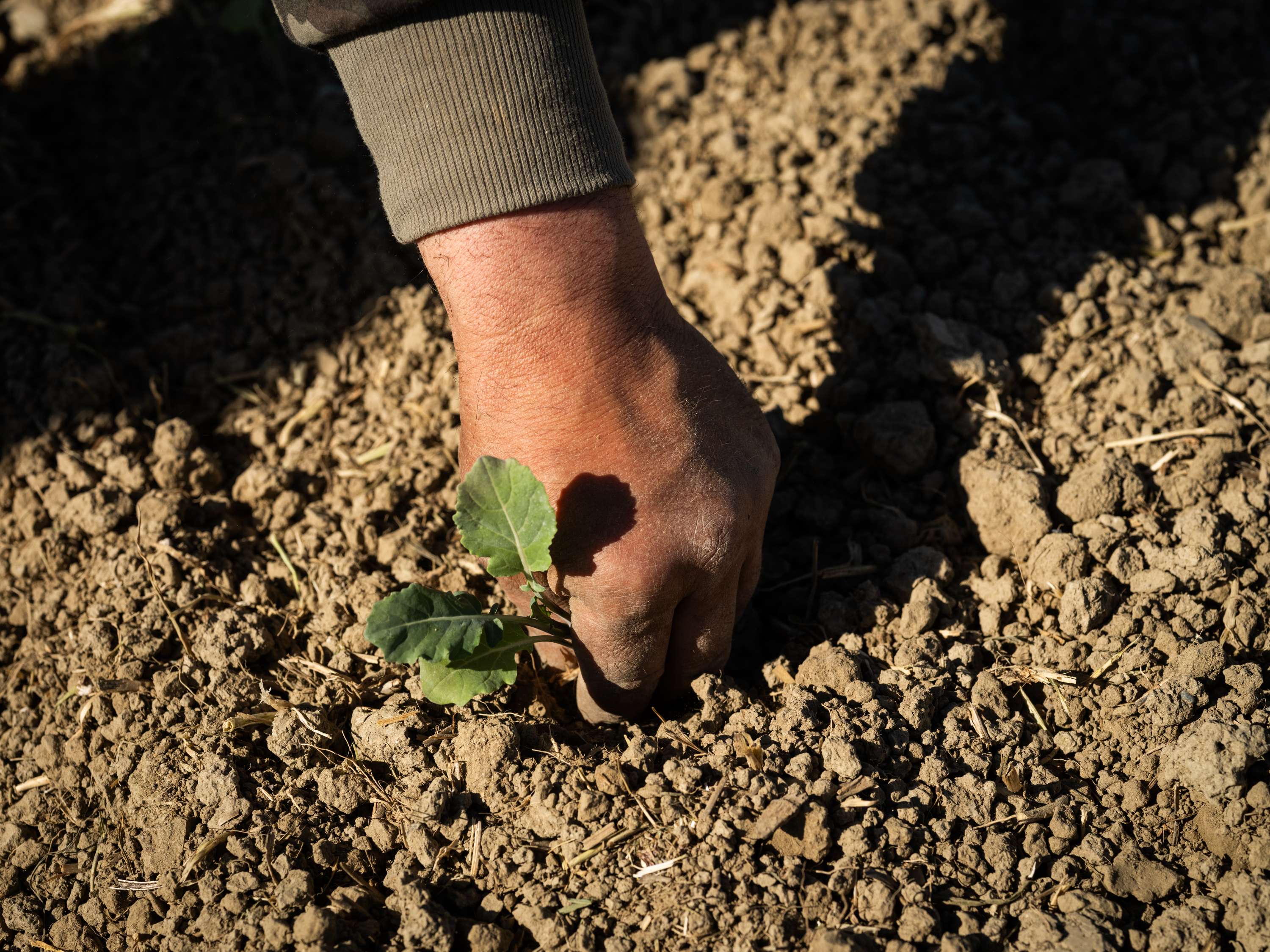 Hand planting a small green seedling into dry, clumpy soil in sunlight.