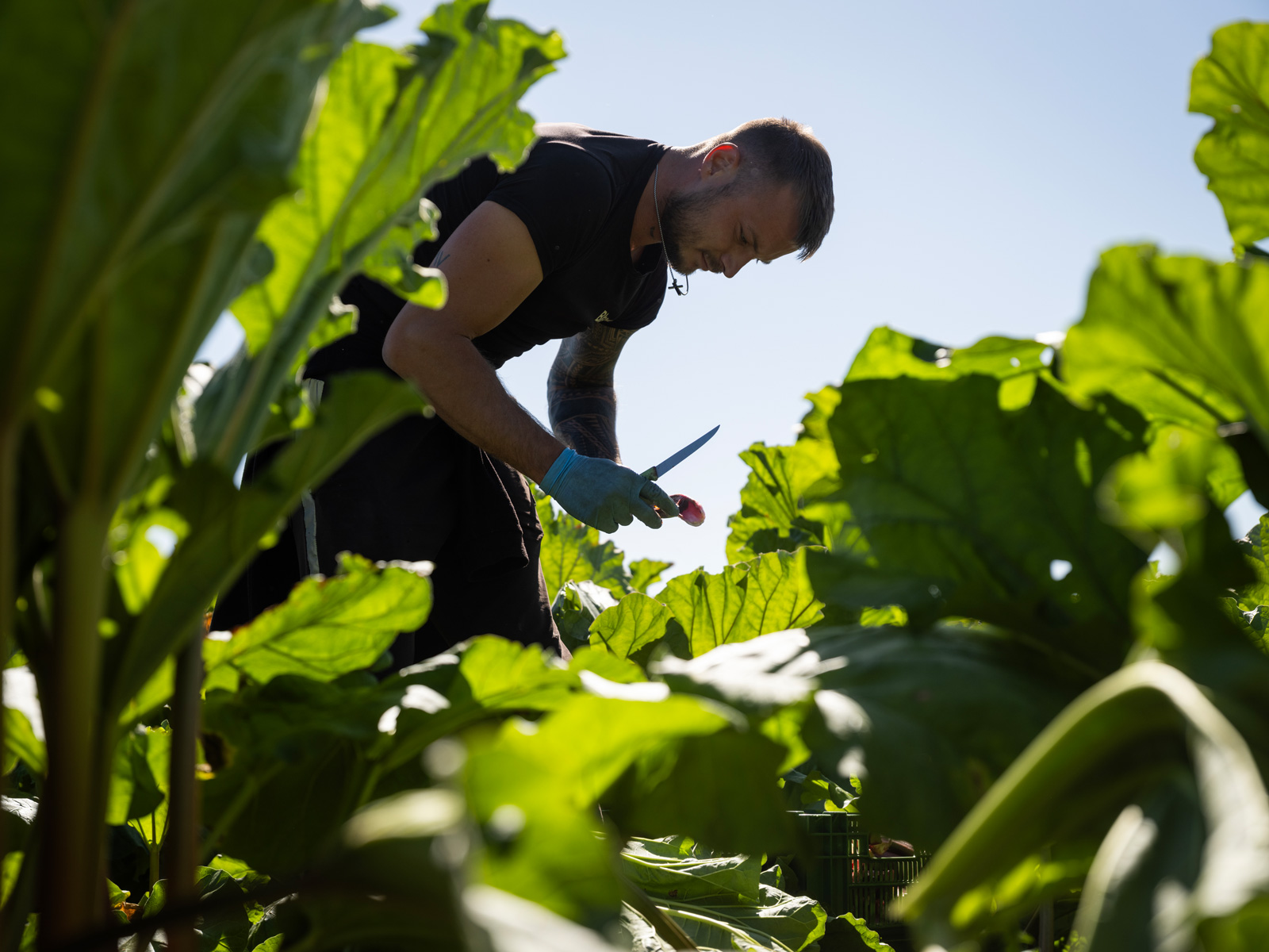 Mann erntet und schält ein Gemüse im Feld bei Sonnenschein.