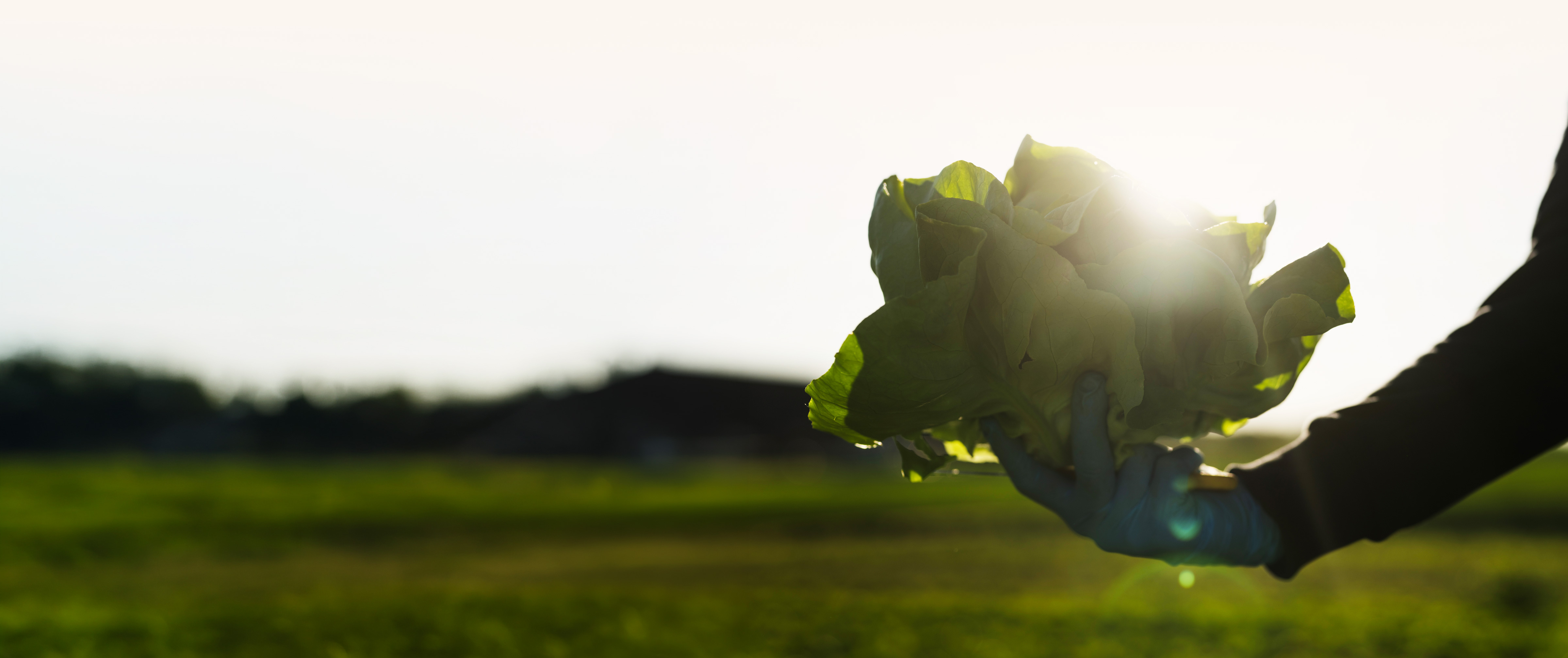 Hand in blue glove holding fresh green lettuce with sun shining in background over field.
