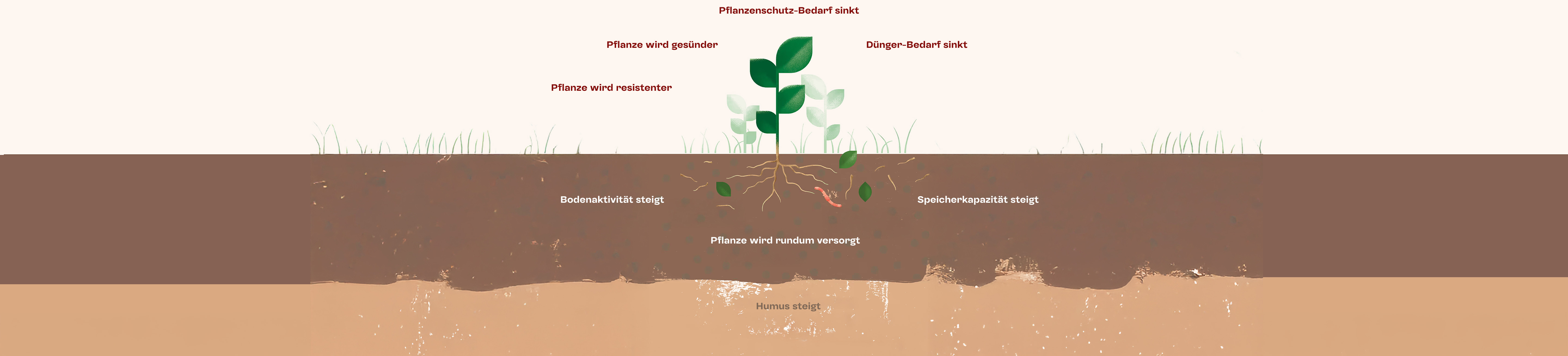 Pflanze mit Wurzeln im Boden zeigt steigende Bodenaktivität, Humus, weniger Dünger- und Pflanzenschutzbedarf.