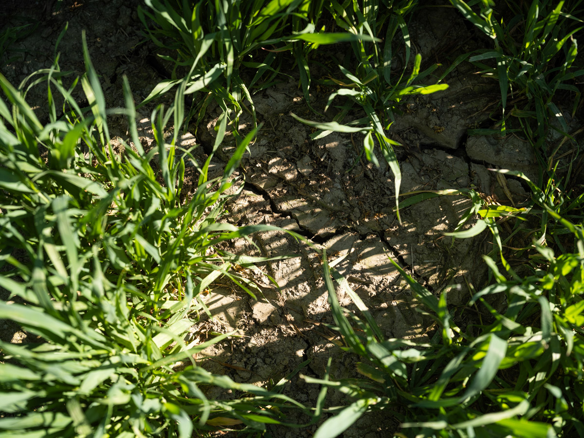 Grüner Bewuchs auf trockenem, rissigem Boden mit Sonnenlicht und Schatten.