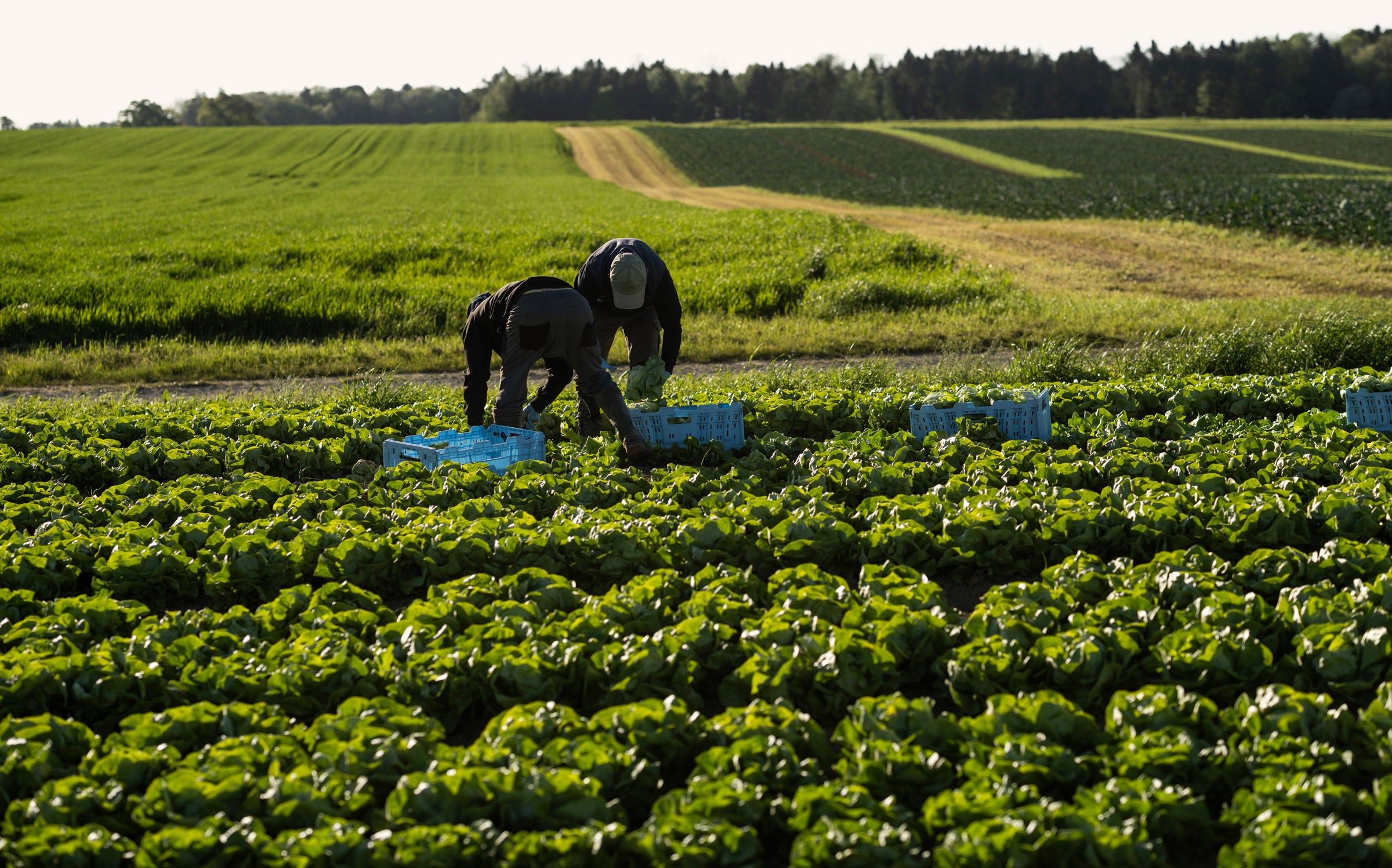 Zwei Personen ernten Salat auf einem grünen Feld bei Sonnenlicht mit blauen Kisten.