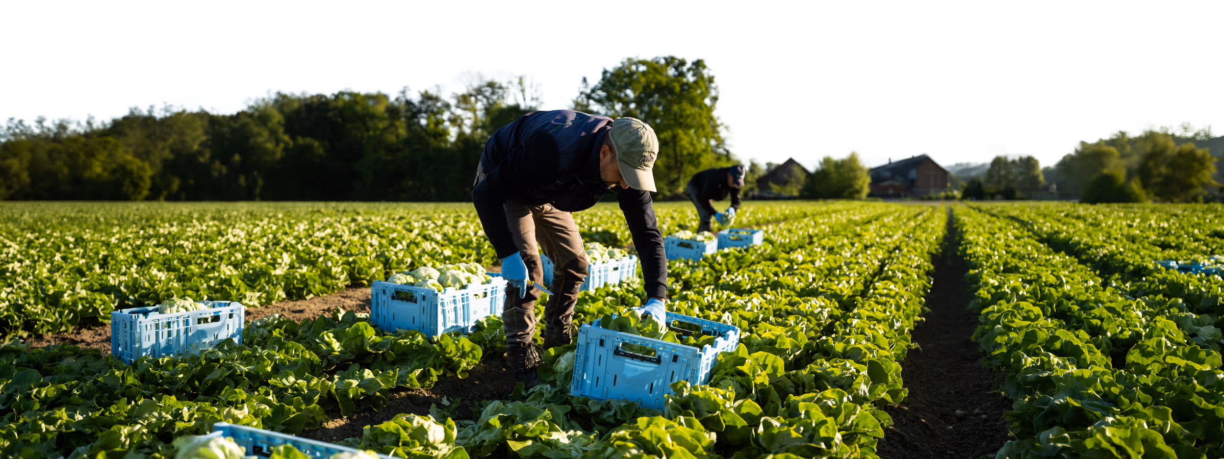 Personen ernten Salat in einer weiten grünen Feldlandschaft mit blauen Erntekisten.