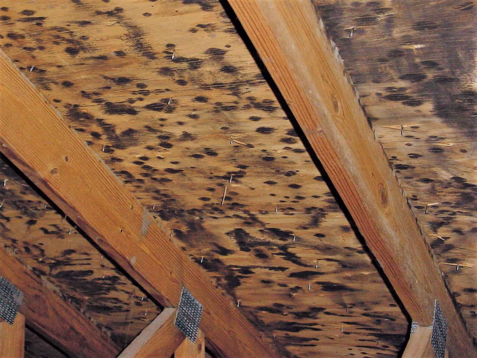 Attic mold removal