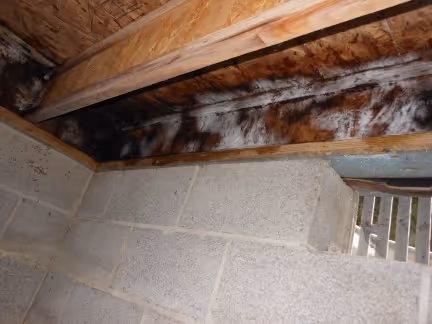 Crawl space mold removal