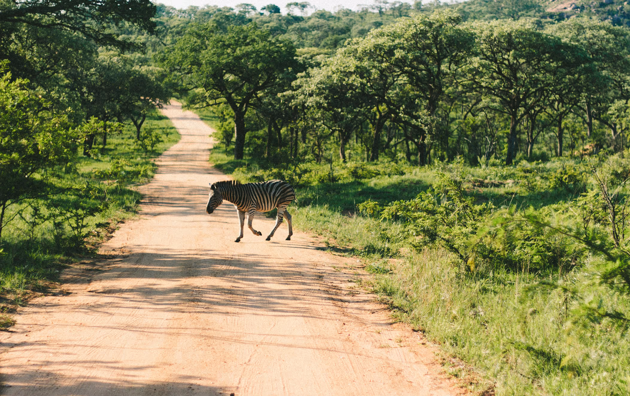 Zebra walking across a dirt road surrounded by green trees and vegetation in a sunny landscape.