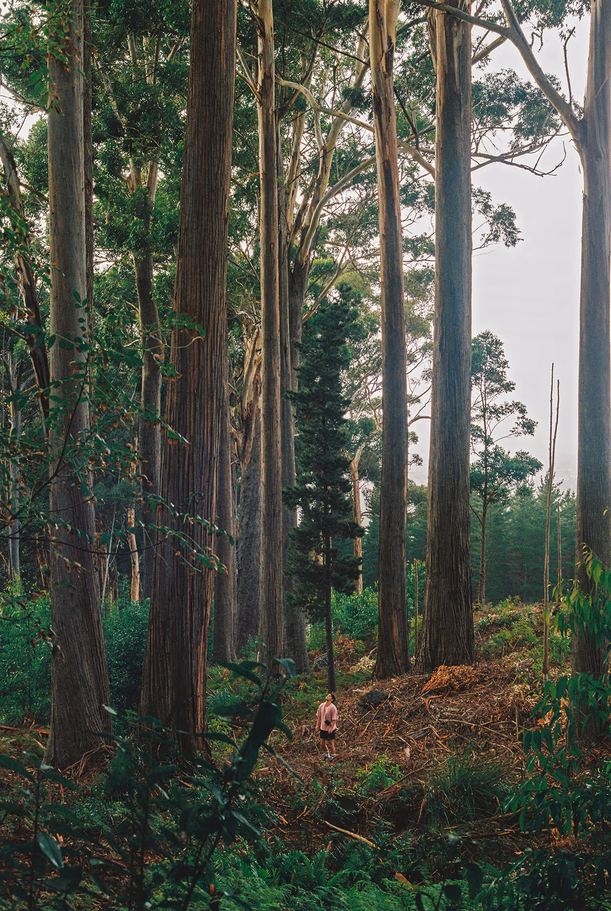 Person standing on a forest floor surrounded by tall, thick trees and dense greenery.