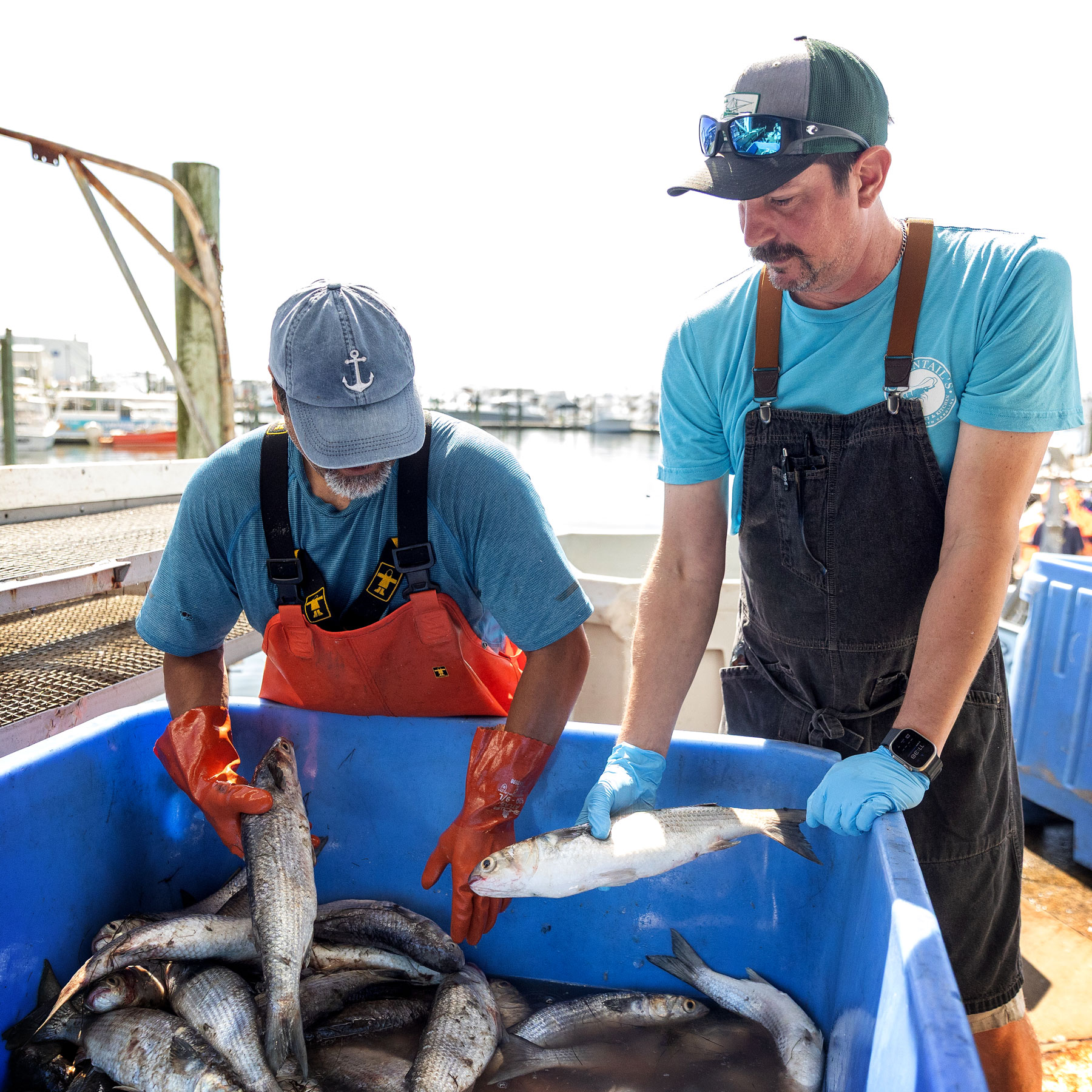 Two fishermen in gloves sorting and holding fish in a large blue container at a dock.