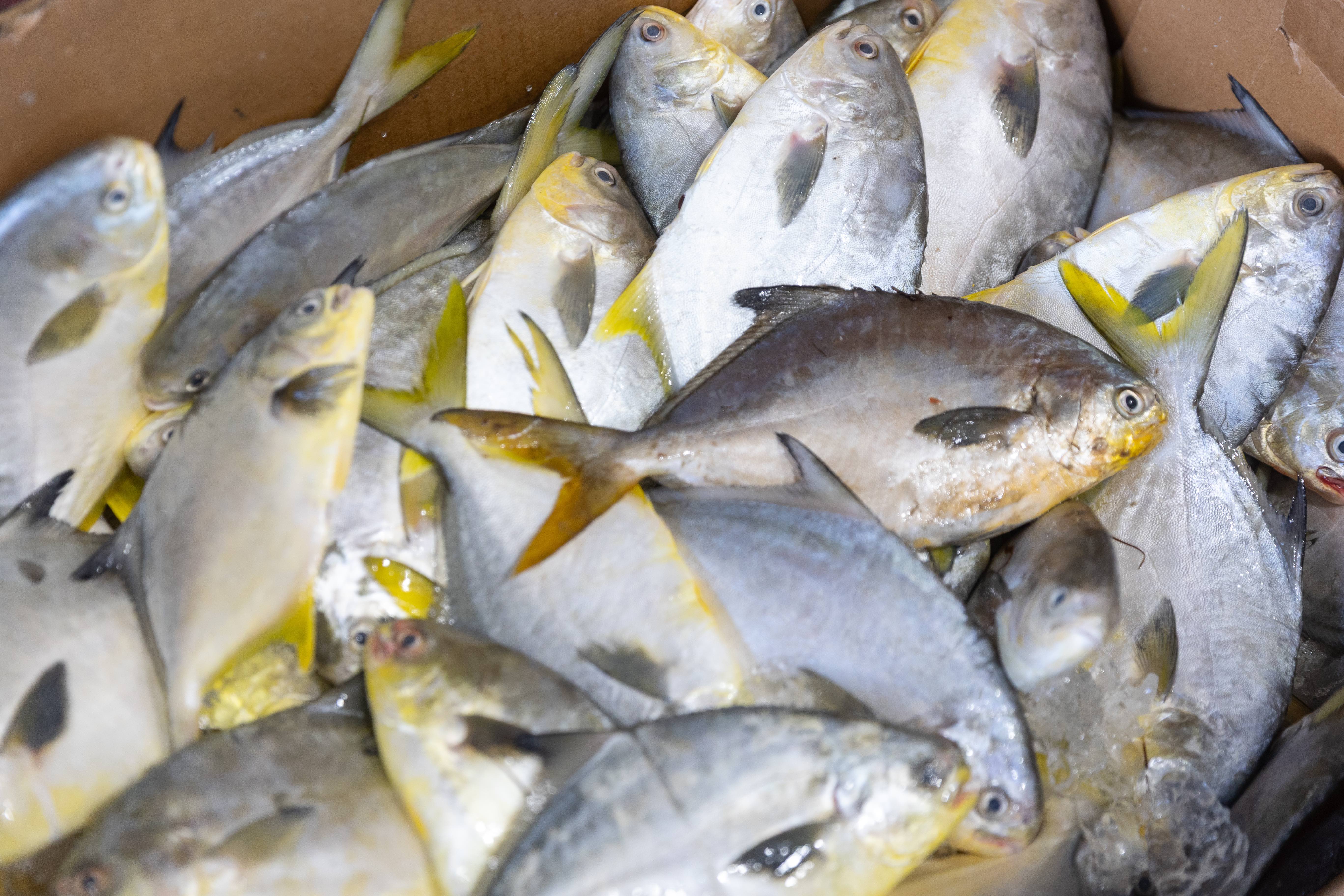 Pile of fresh yellowtail fish in a cardboard container.