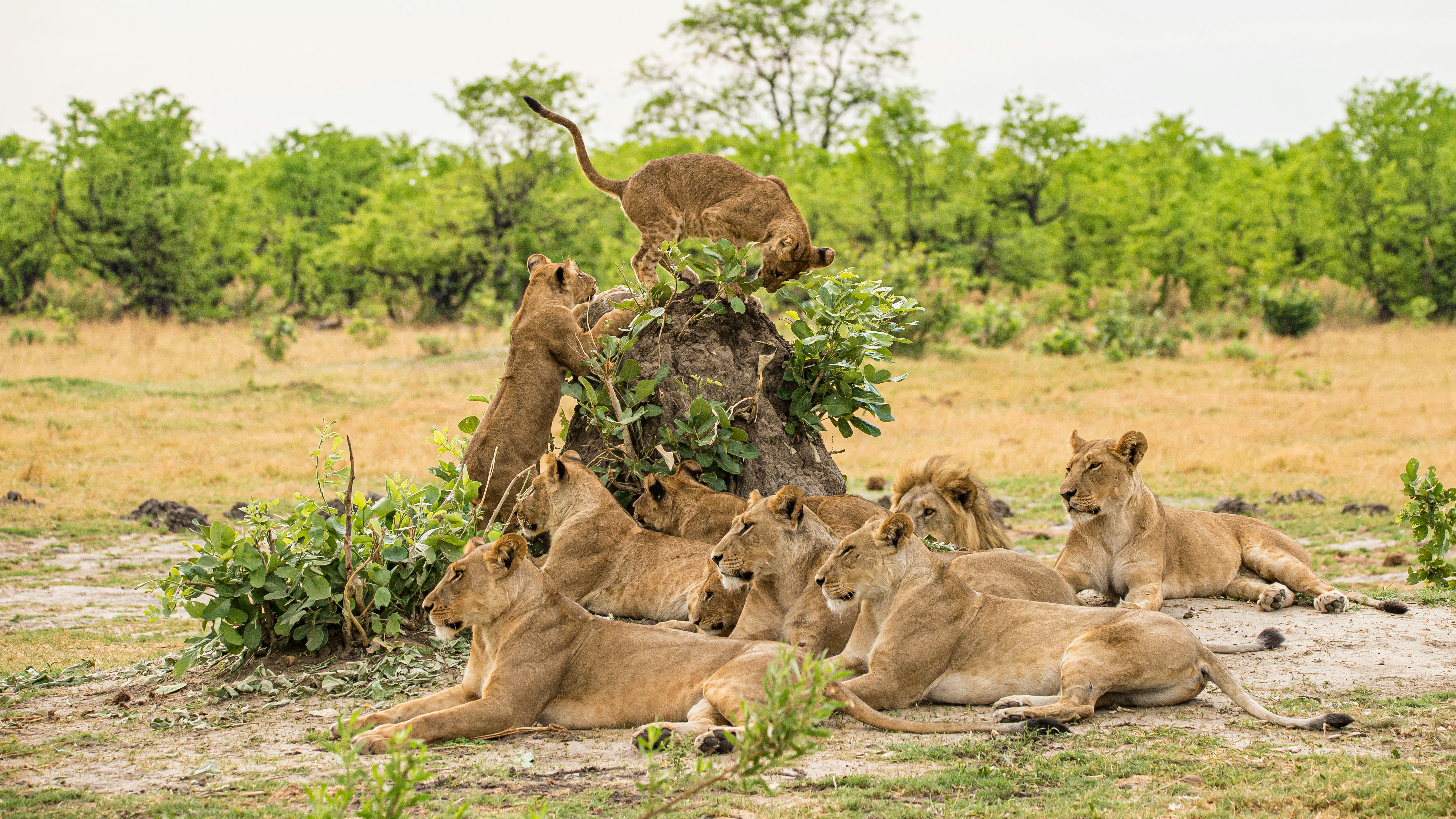 Lions in the sub sahara desert in South Africa