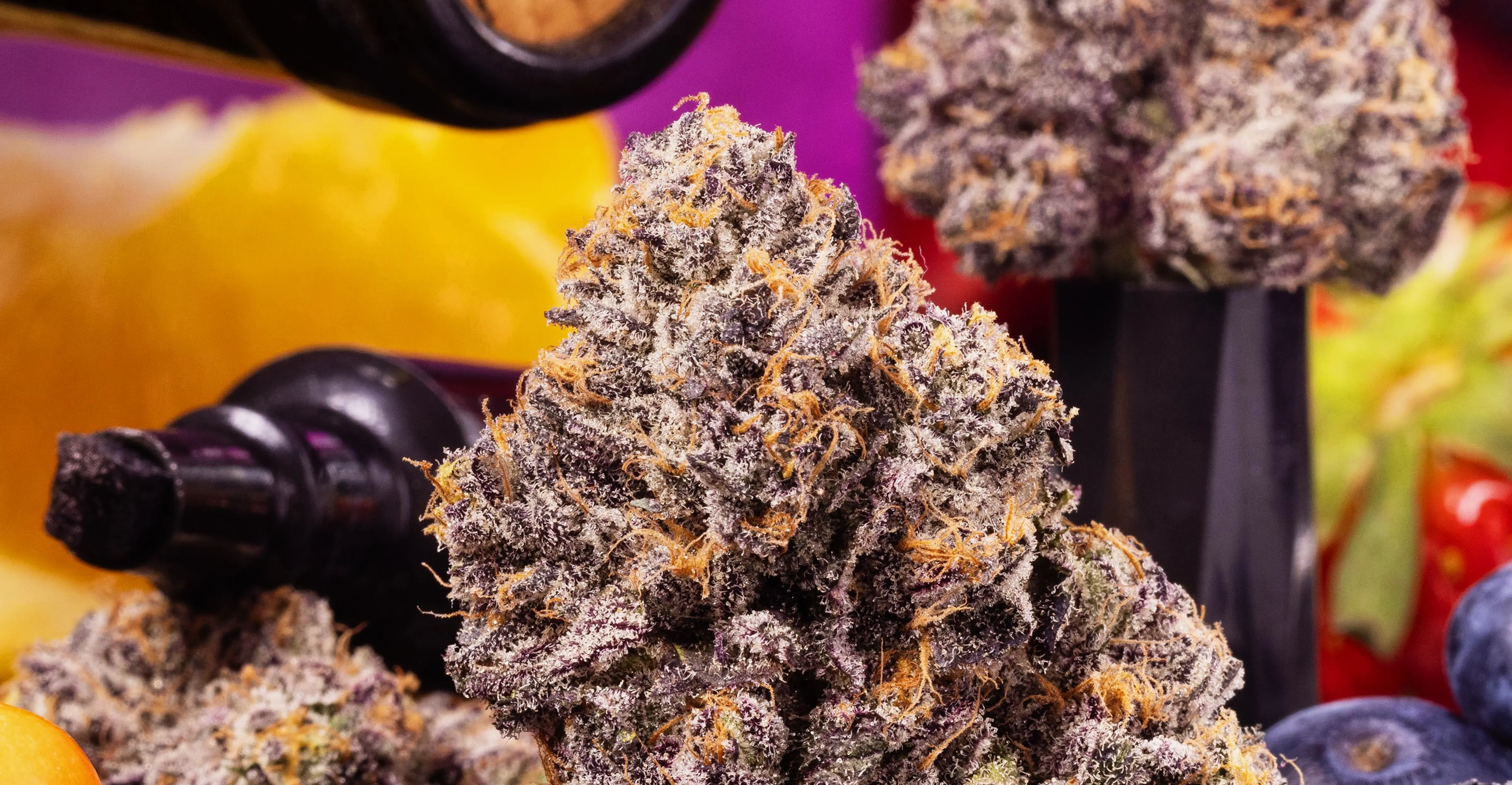 Close-up of a purple cannabis flower bud with orange hairs and frosty trichomes.