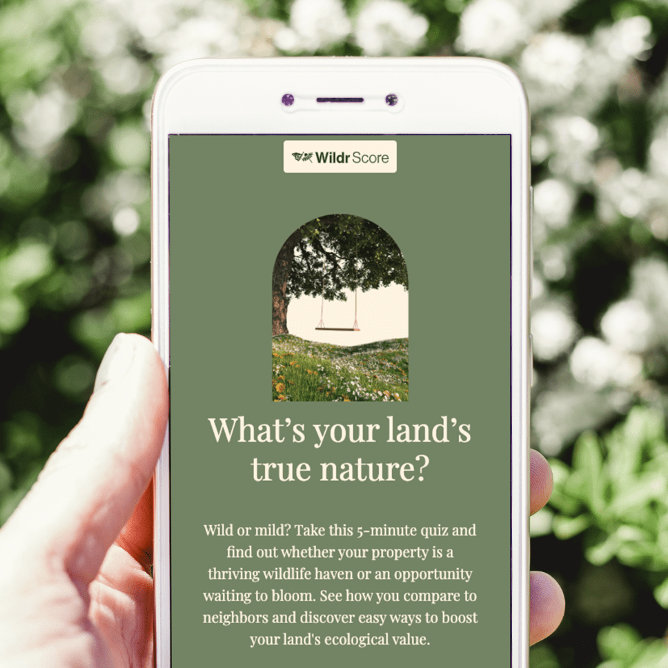 Depiction of the free 5-minute quiz to get your Wildr Score