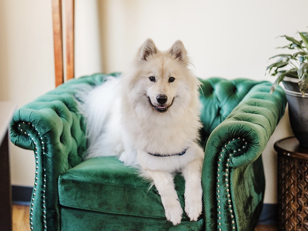 White dog sitting on a green couch looking at the camera.