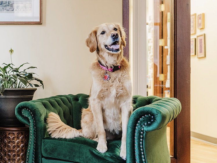 A golden retriever sits on a green couch posing for the camera.