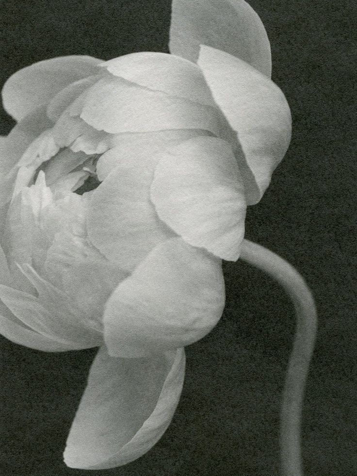 Close-up of a delicate pale flower with overlapping petals against a dark background.