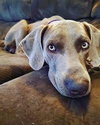 Nicole Yox's Dog