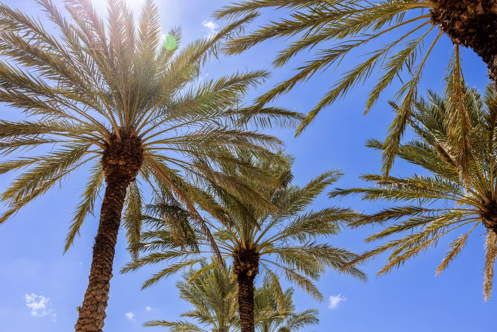 Beach palm trees, Dunedin, FL - Gulf Shore Dentistry - Dentist in Dunedin FL