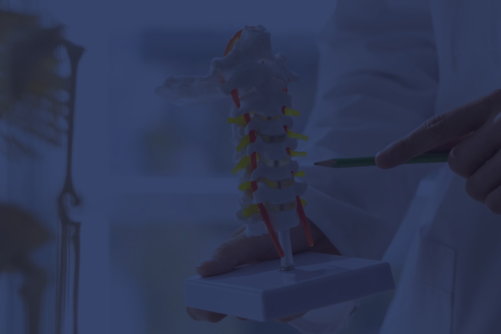 Medical professional pointing at a cervical spine model with a green pencil.