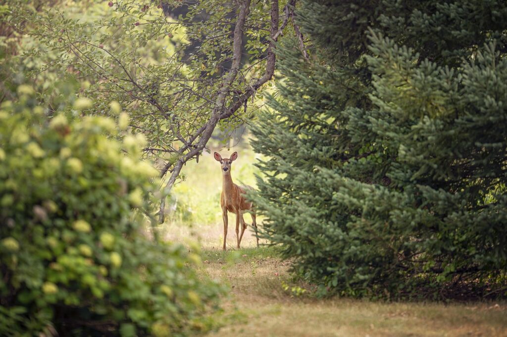 roe deer, deer, animal