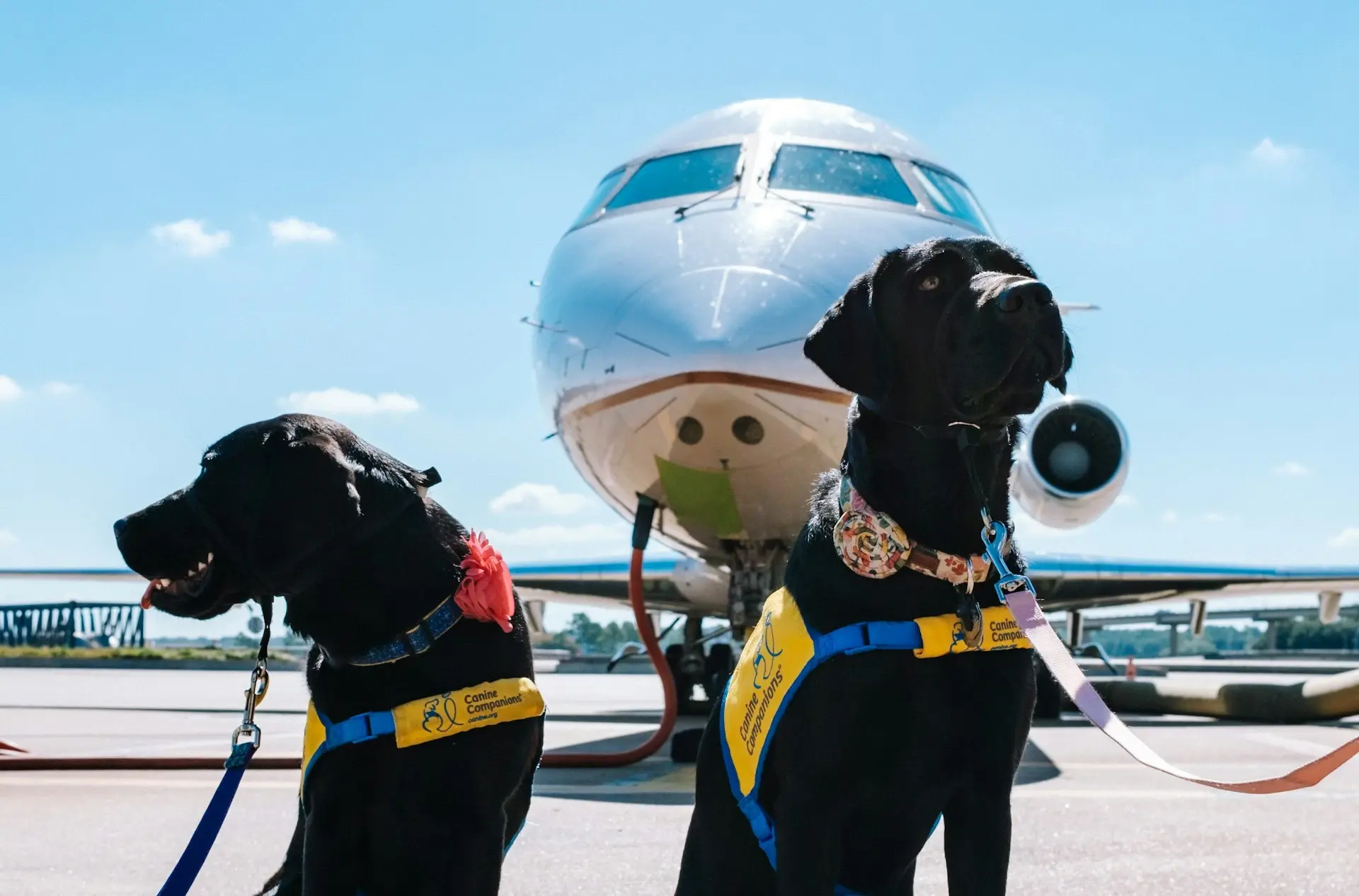 This ADA reasonable accommodation policy - service animals aims to ensure that individuals with disabilities have equal access to a company’s services and facilities.