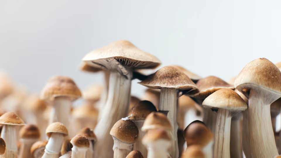 Mydecine Innovations mushrooms pschedelics