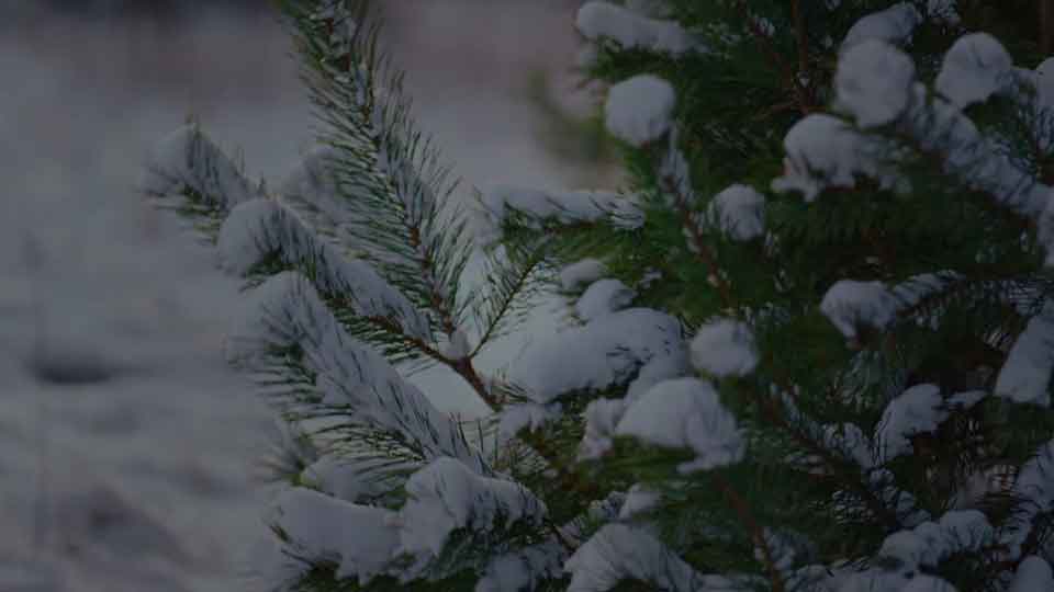 Skyline Wealth: History of Stability & Passive Income