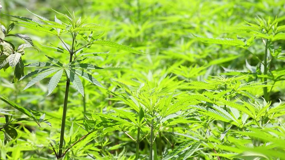 48North cannabis health & wellness