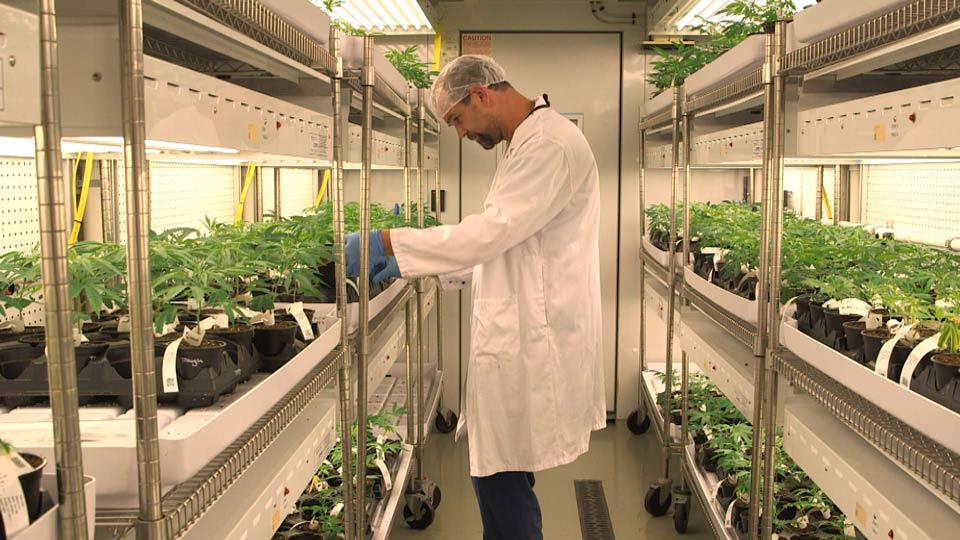 Cannabis Growing Technology