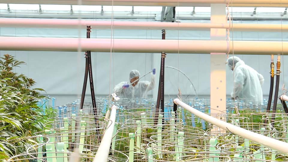 Cost Effective Cannabis Aphria Inc. Cost Effective Cannabis