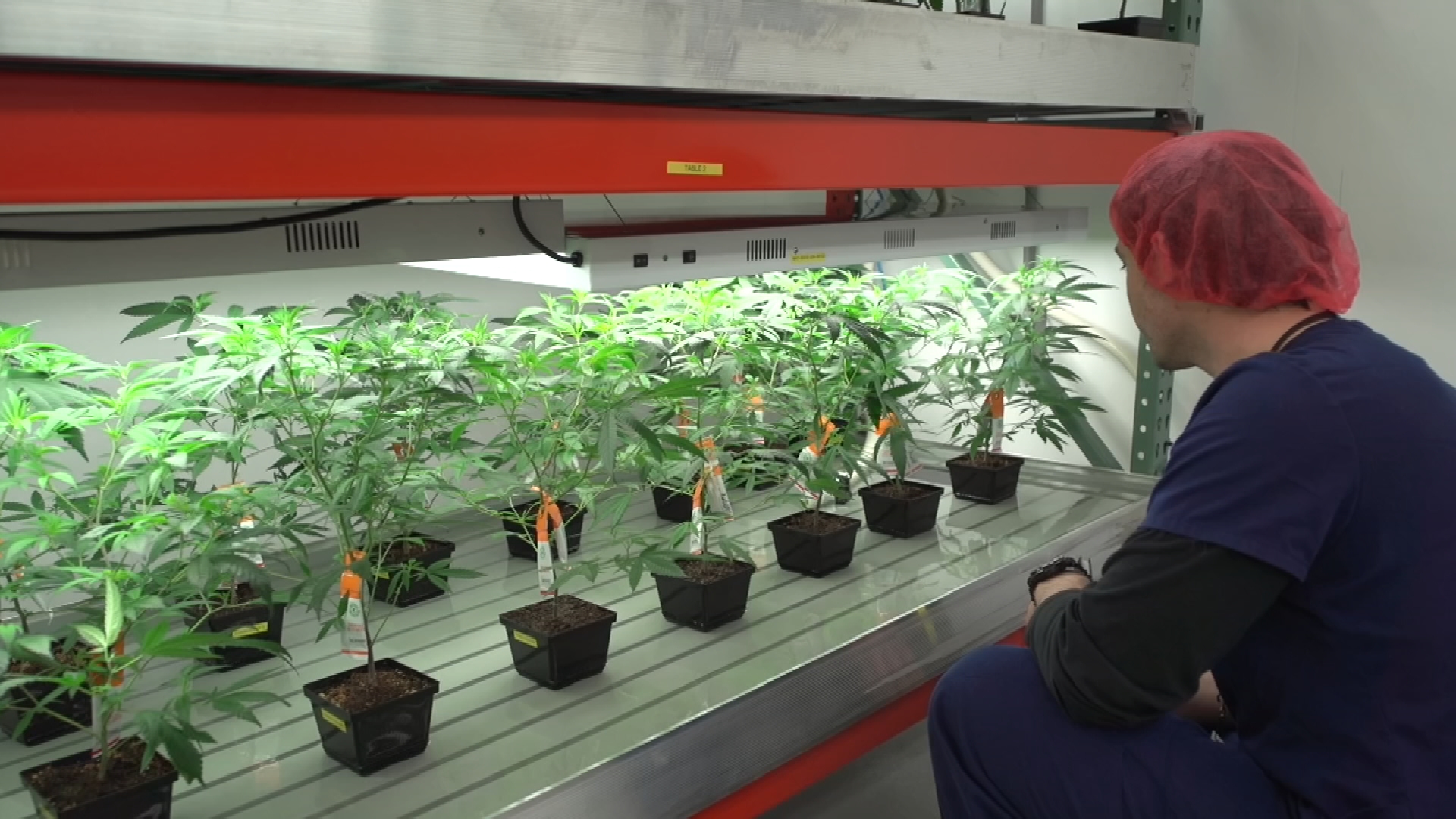 Biome Grow cannabis,hemp