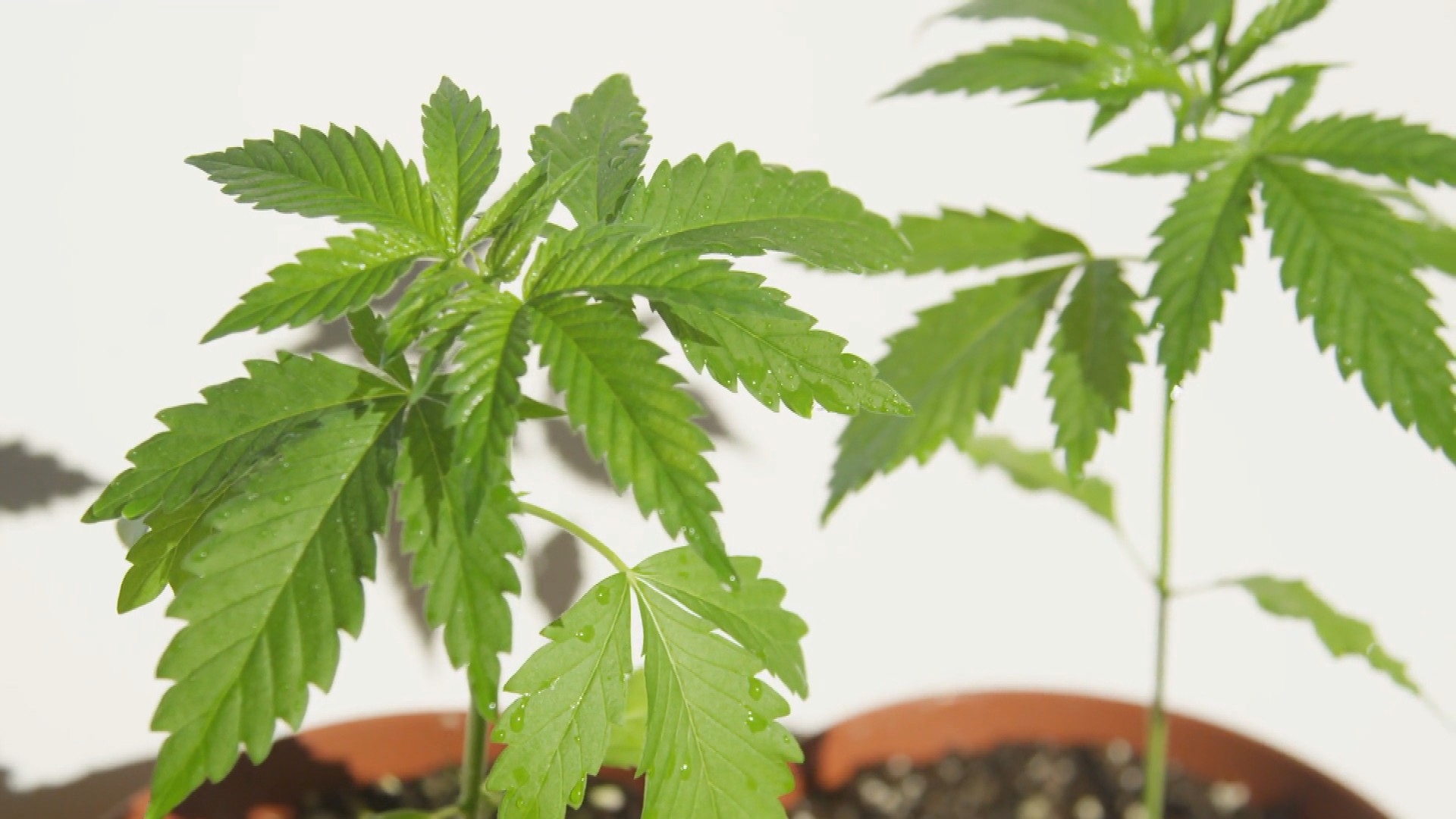 5 Cannabis Investments to Consider