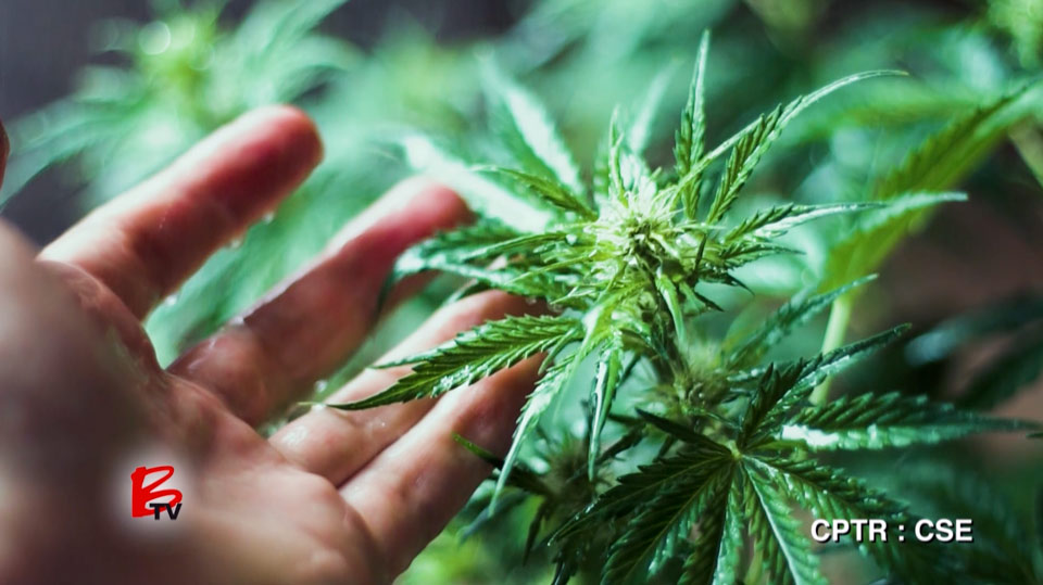 Captor Capital cannabis