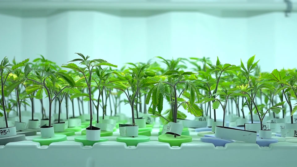 Predictions for the cannabis industry