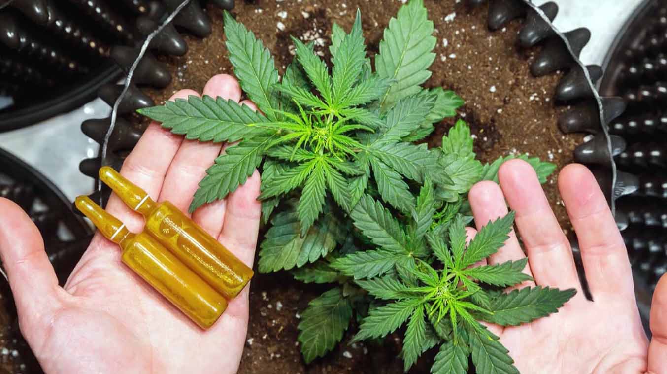 CBD sales to reach $1.8 billion USD by 2022. A photo of a hand with a cannabis plant and CBD oil.