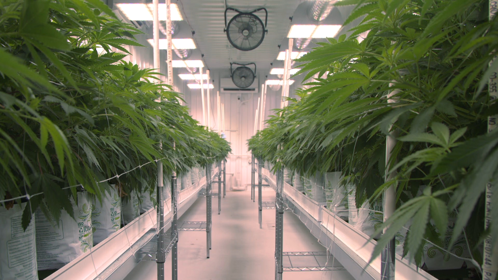 Delta 9 Cannabis cultivation