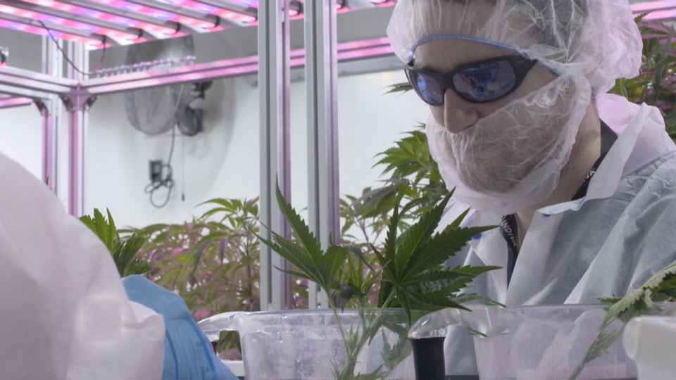 Canadians High Quality Cannabis Products