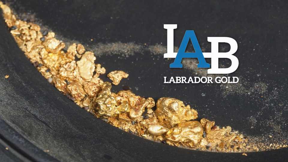 Labrador Gold